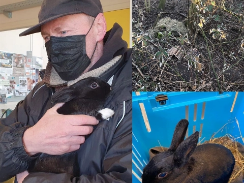 Ook tweede gedumpte konijn Broekpolder gered