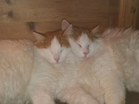 Nog &eacute;&eacute;n keer de Corona Kids!