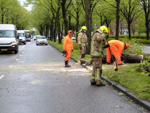 Verkeer Holysingel loopt vast door omgewaaide boom
