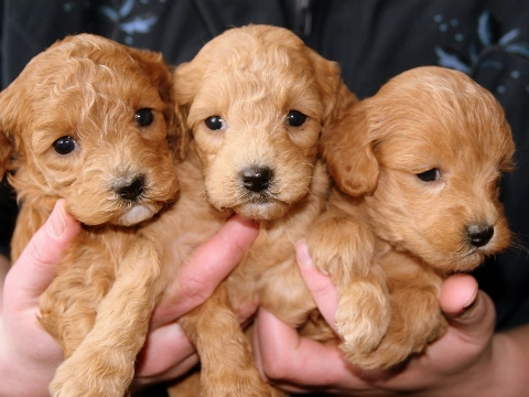 Jubileum met rouwrandje: dierenarts Kindermans stopt ermee!