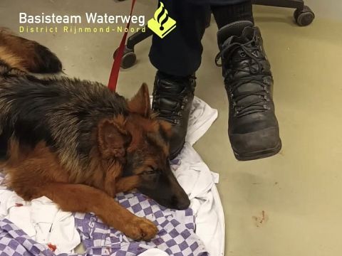 Politie treft hond aan in leegstaand pand