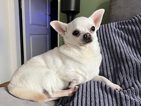 Wie heeft Chihuahua Hanky gezien?