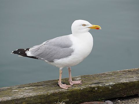 Vogelgriep in Rotterdamse haven