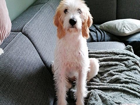 Hond Phoebe al dagen vermist!