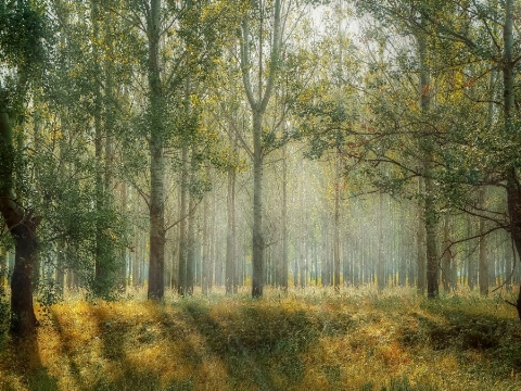 Boomveiligheidscontrole: bijna 100 bomen worden gekapt