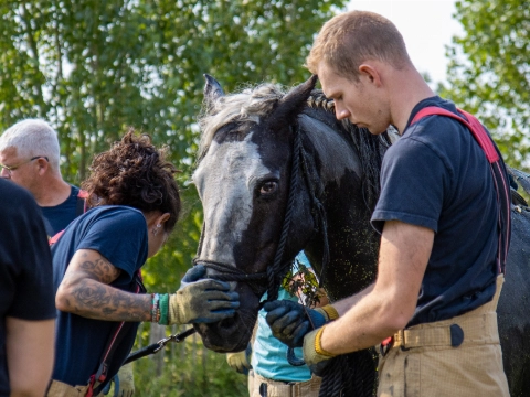 Paard urenlang vast in moddersloot Zuidbuurt