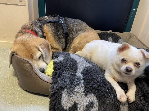 Arie & Pietje zoeken een baasje