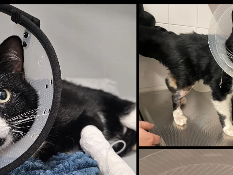 Dierenopvangcentrum: helpt u mee?