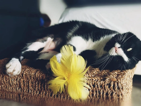 Dierenopvangcentrum: de mooie kanten van Vlaardingen!