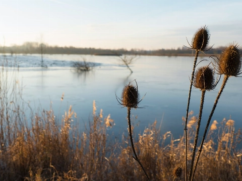 Winterwandeling door de Broekpolder