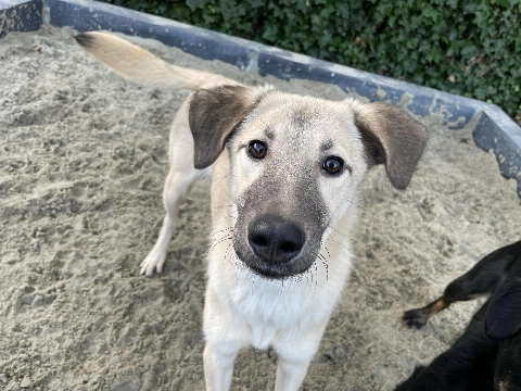Saartje zoekt een hondenzusje of broertje