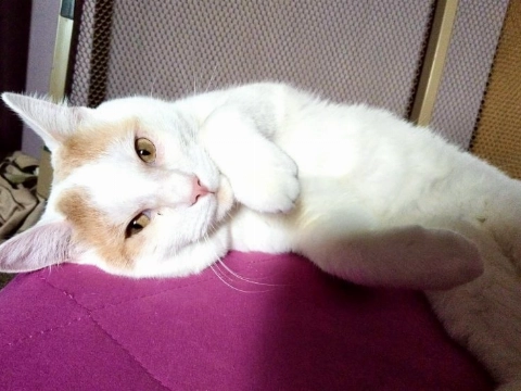 Charlie zoekt een match