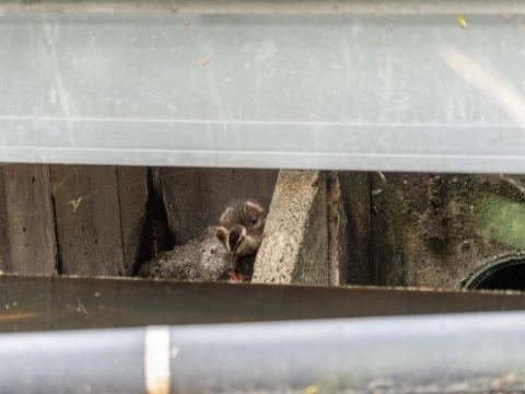 Brandweer redt pijltje uit duiker