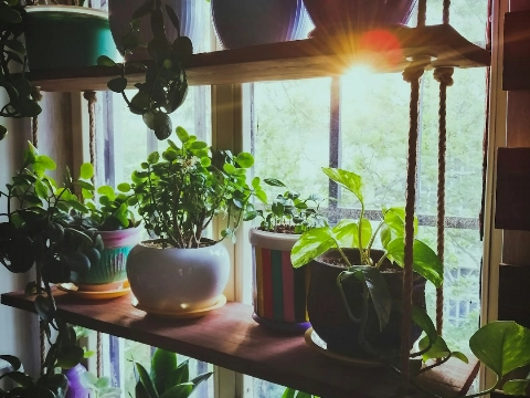 Groen wonen in Vlaardingen: waarom vetplanten dé trend zijn voor ieder interieur