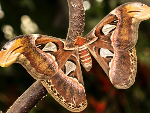 Op strooptocht in Holy