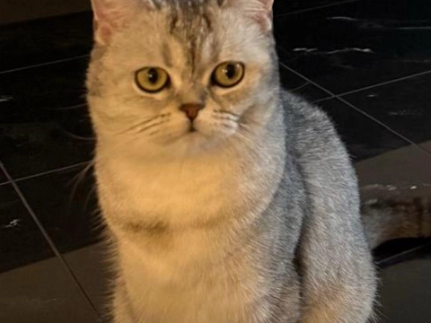 Wie heeft Nala gezien?