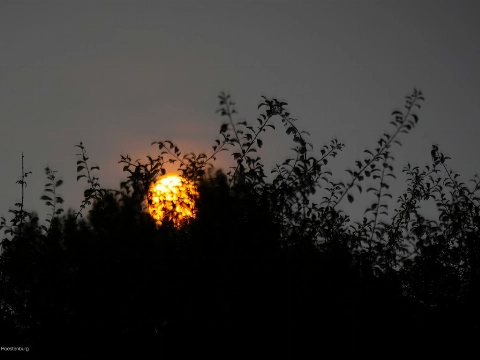 Volle maan en vleermuizenwandeling in de Broekpolder