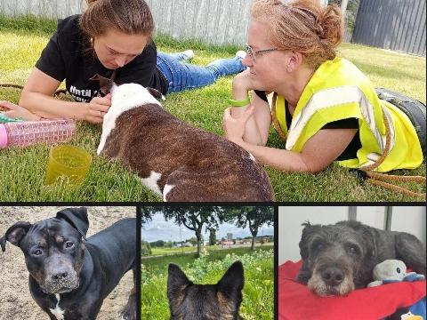 Vrijwilligers gezocht! (niet vies van een beetje hondenkwijl of modderpoten)