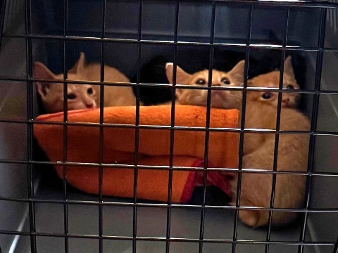 Dierenpolitie haalt tien katten en kittens uit zwaar vervuilde woning