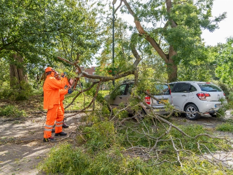 Deel van boom valt op auto
