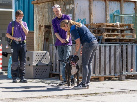 Hond gedumpt bij kringloopwinkel in Vlaardingen
