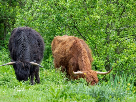 Bezoek de Schotse Hooglanders in de Broekpolder