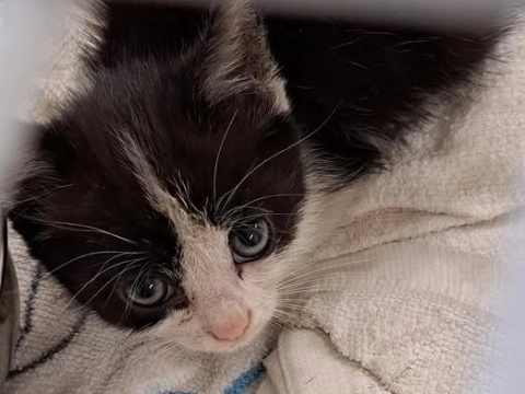Kitten van zes weken in doos achtergelaten in de Broekpolder