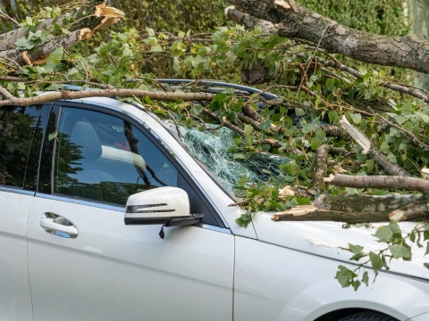 Grote boom waait bovenop auto in Vlaardingen