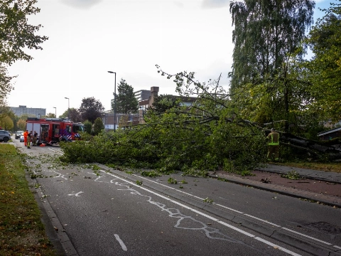 Grote boom waait over de weg in Vlaardingen