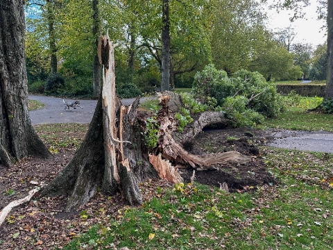 Enorme boom in oranjepark sneuvelt dag na de storm