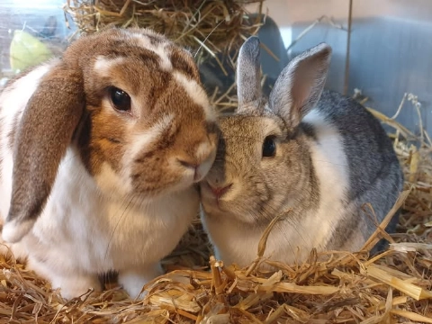 Kom kijken bij het Knaaghof!