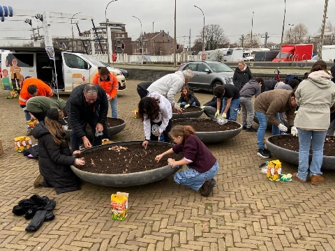 Kinderen planten 800 tulpenbollen in hartje Vlaardingen voor strijd tegen polio
