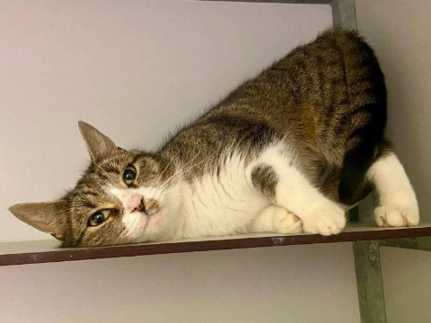 Knuffelkont zoekt gouden mandje