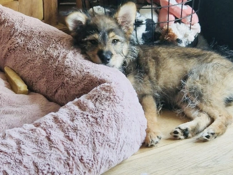 Een fijne plek voor Dolfje Weerwolfje