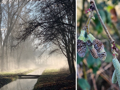 Bomen en knoppenwandeling in de Broekpolder