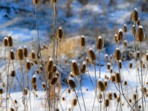 Midwinterwandeling in de Broekpolder