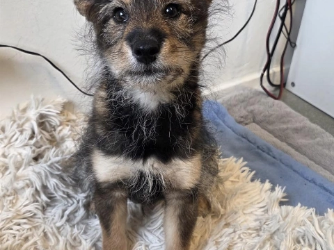 Wie (her)kent deze pup?