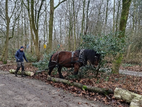 Trekpaarden aan het werk in wijkpark Holy