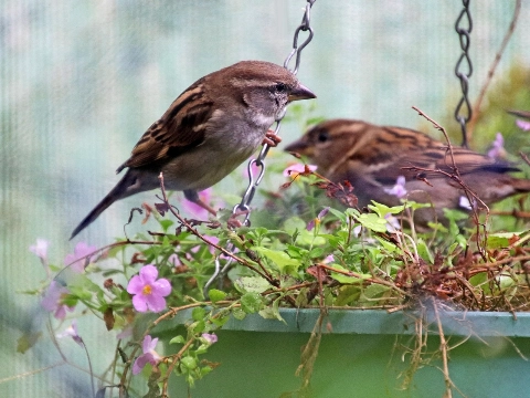 Lezing vogelvriendelijk tuinieren in de bibliotheek