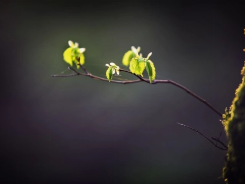 Voorjaarswandeling in de Broekpolder