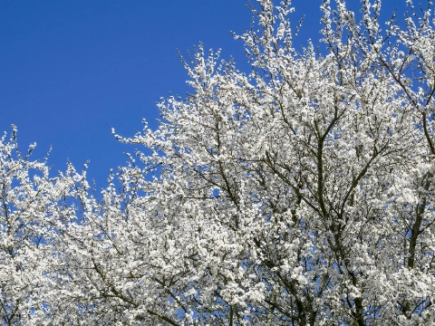 Voorjaarswandelingen met de Broekpoldergidsen