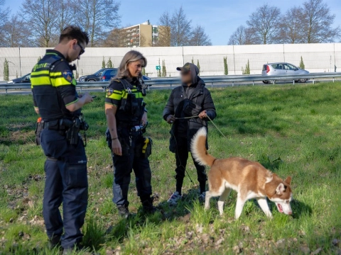 Hond bijt riem door en loopt snelweg op