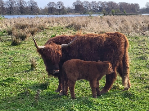 Eerste kalfje van 2026 geboren in Broekpolder