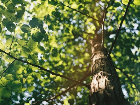 Een prikje voor Vlaardingse iepen
