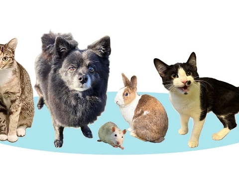 Open dag op 12 april bij Dierenopvangcentrum Vlaardingen