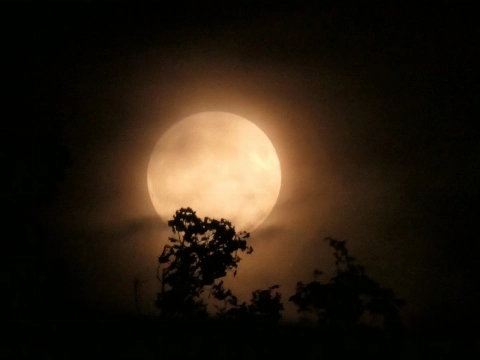 Vollemaan en vleermuizenwandeling in de Broekpolder
