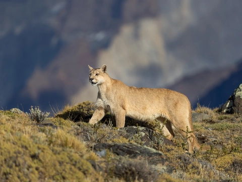 Boeiende lezing natuur- en wildfotografie bij AFVV