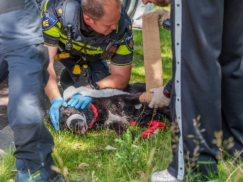 Hond aangereden in Vlaardingen, vlucht gewond snelweg op