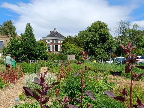 Open akker Stadslandbouw Vlaardingen