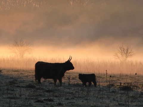 Avondwandelingen in de Broekpolder